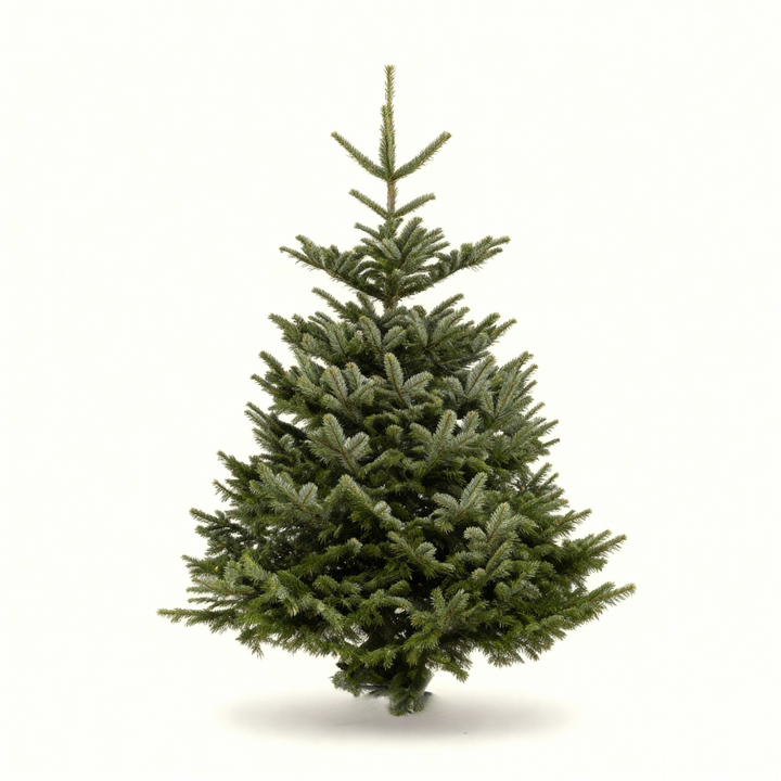 Nordmann 125 - 150 cm PREMIUM