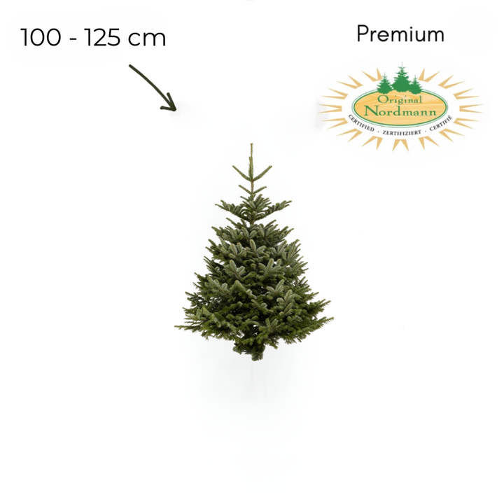 Nordmann 100 - 125 cm PREMIUM