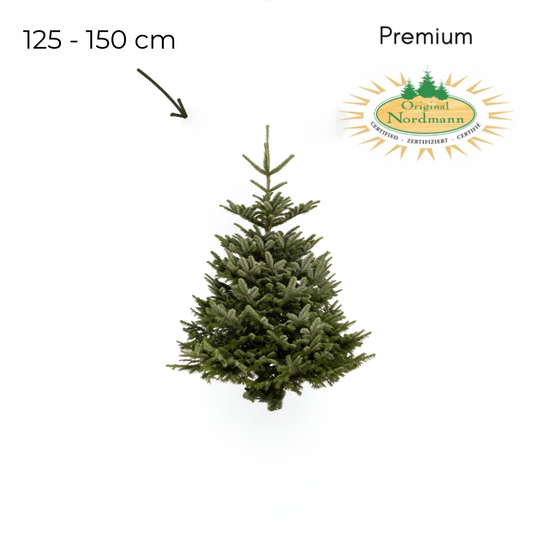 Nordmann 125 - 150 cm PREMIUM