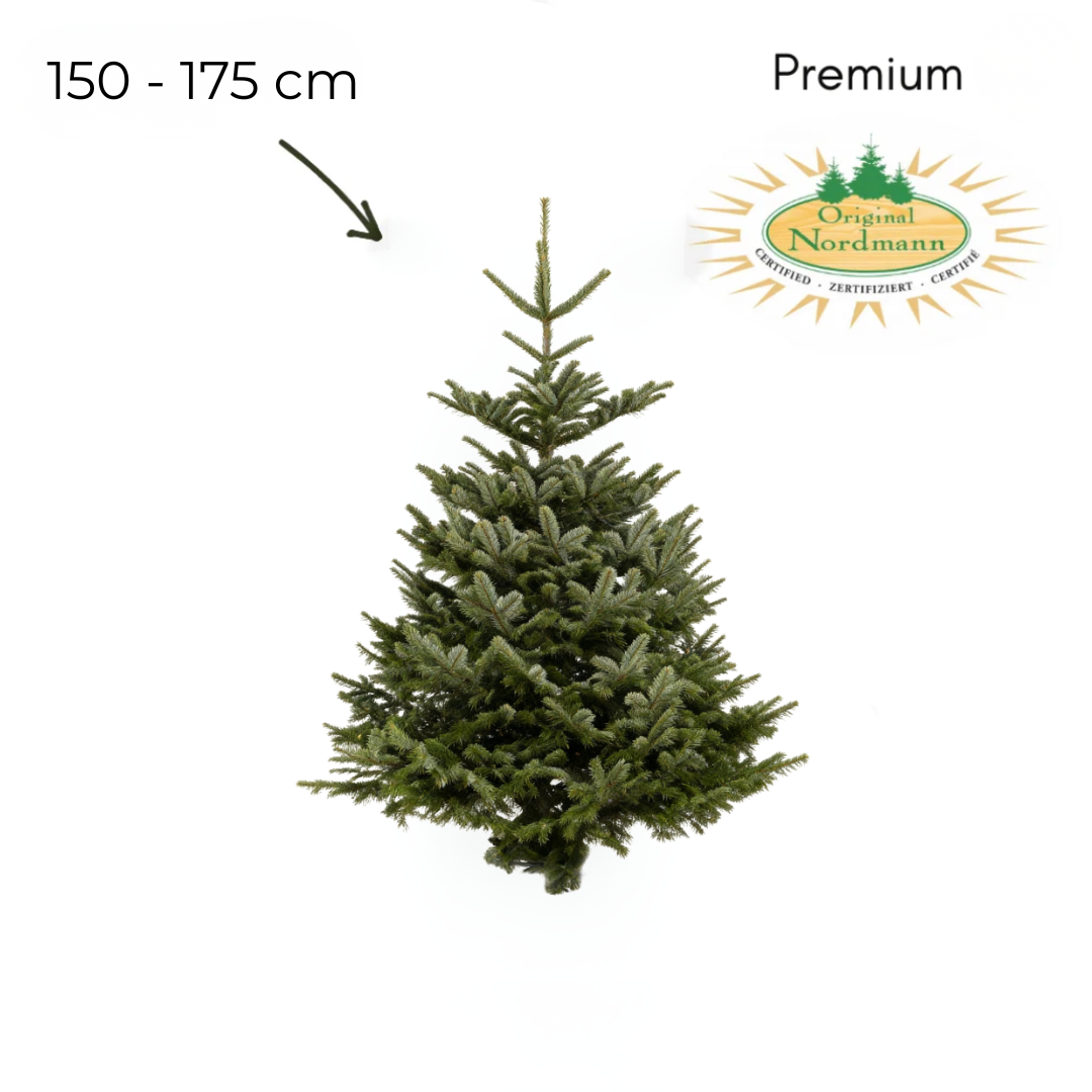 Nordmann 150 - 175 cm PREMIUM