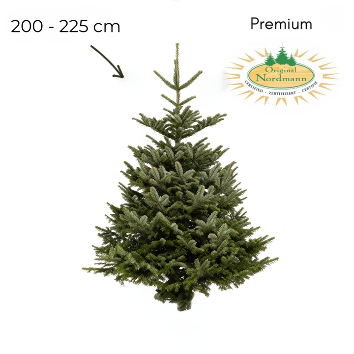Nordmann 200 - 225 cm PREMIUM