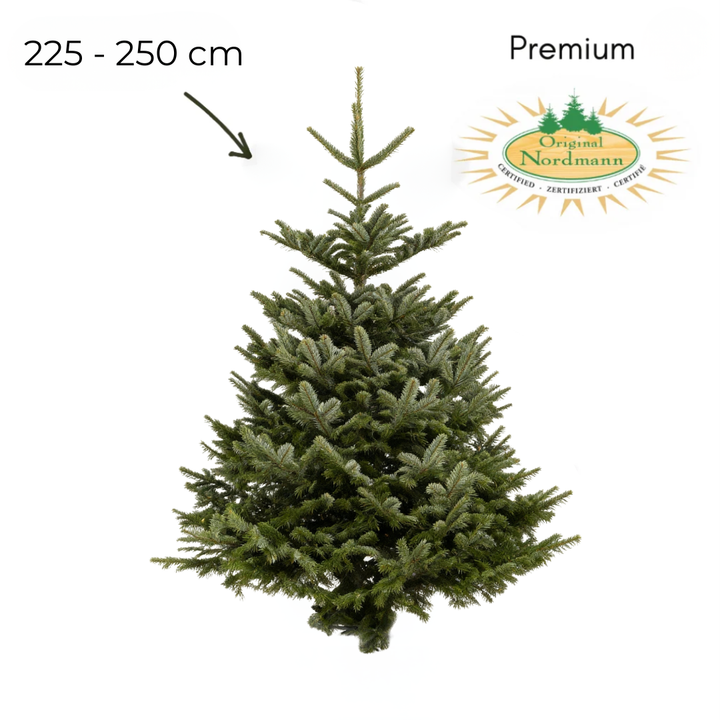 Nordmann 225 - 250 cm PREMIUM