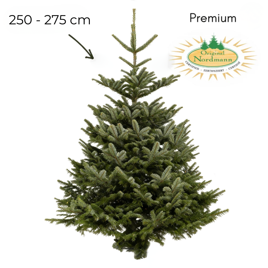 Nordmann 250 - 275 cm PREMIUM