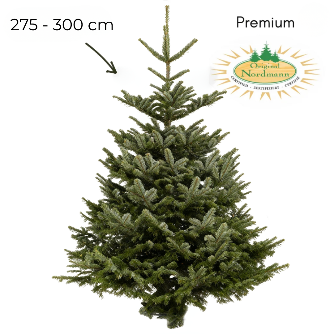 Nordmann 275 - 300 cm PREMIUM