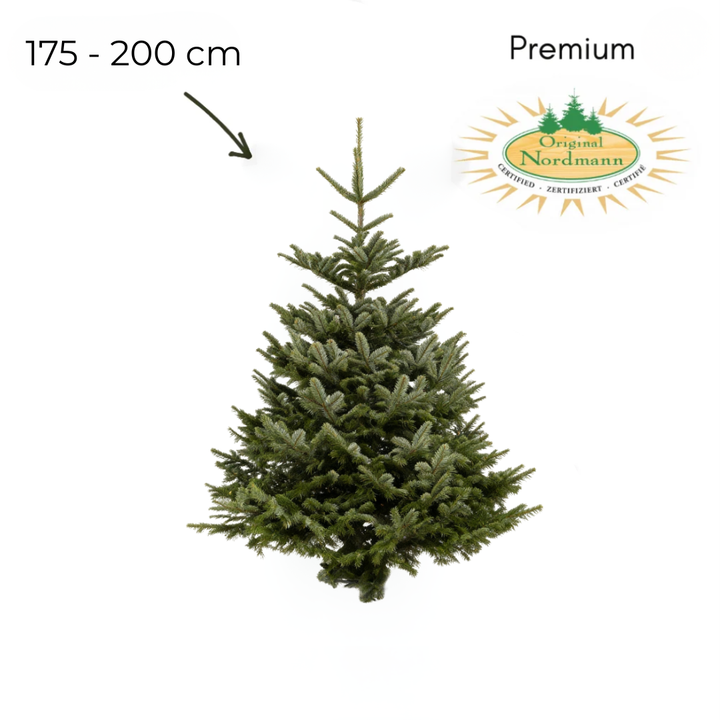 Nordmann 175 - 200 cm PREMIUM
